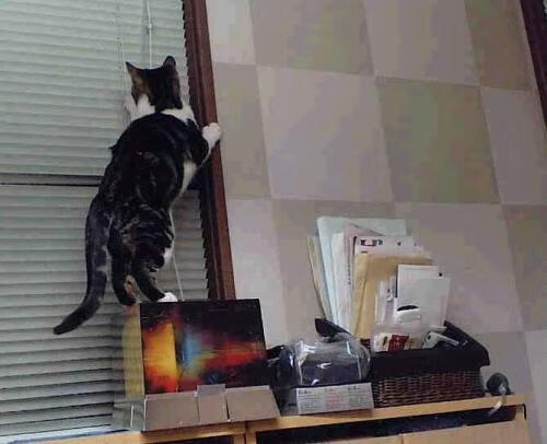 凯尔特人“新核”塔图姆，成为联盟最具潜力的明星之一！，塔图姆 凯尔特人