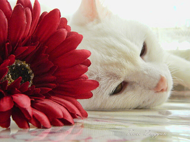 中国九游体育-《2025年全球电竞市场规模突破30亿美元，未来增长可期》，2020年度全球电竞市场报告