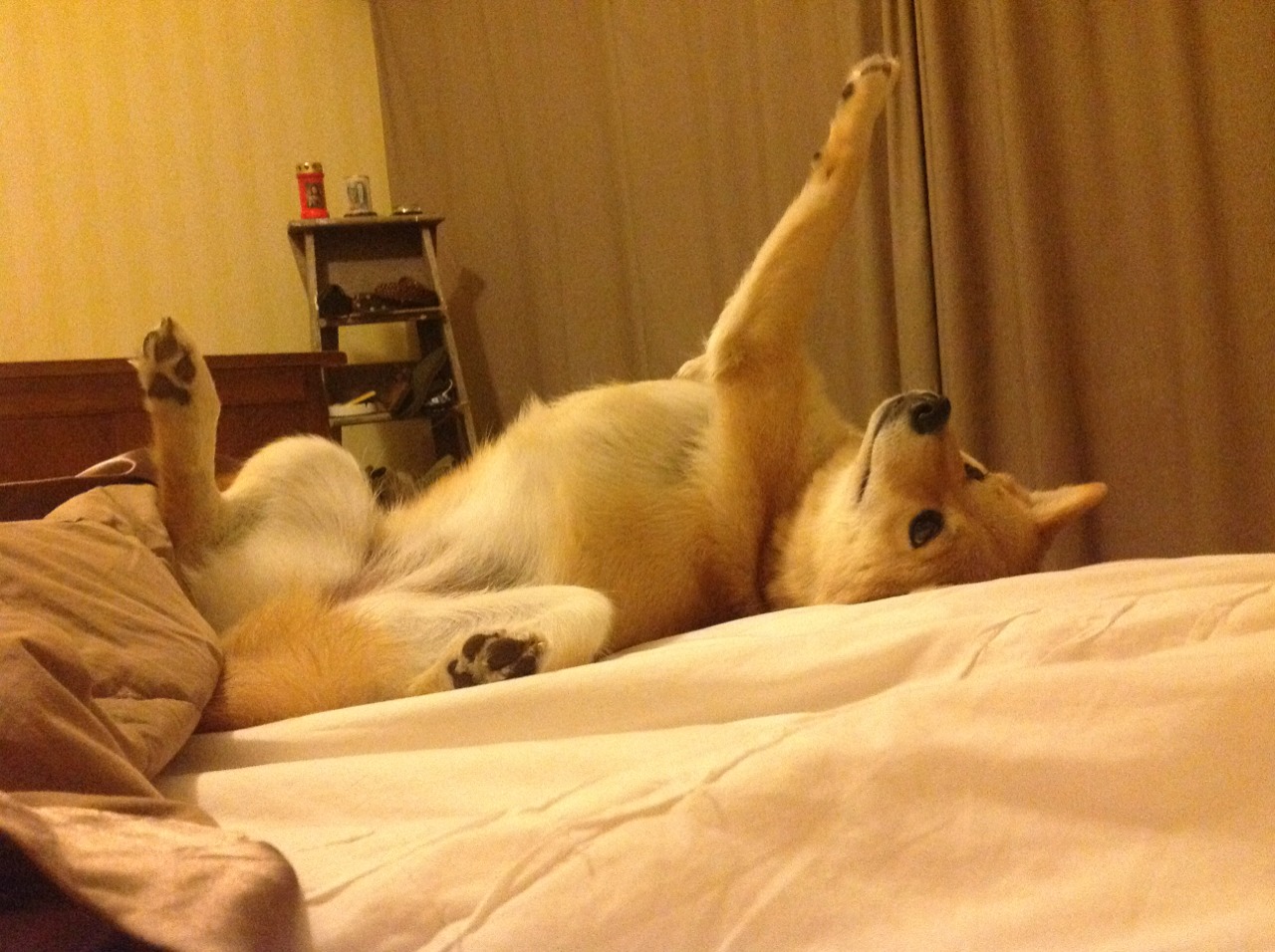 伊朗骑手阿里·巴赫蒂亚里在巴黎奥运会上与“Shahram”马匹共同参赛，尽管因马匹受伤被迫退出，但展现了坚强意志。